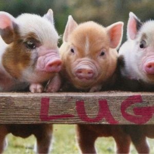 🐷 LUG 🐷